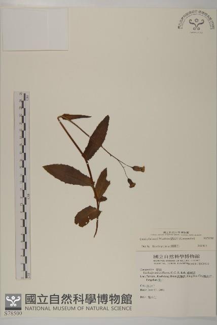 纓絨花藏品圖，第1張