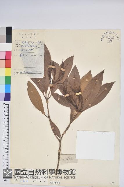 絲線吊芙蓉藏品圖，第1張