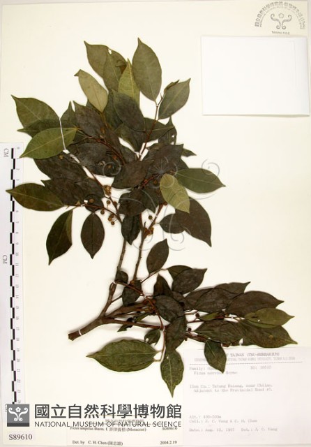 菲律賓榕藏品圖，第1張