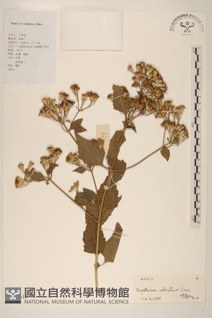 飛機草藏品圖，第1張