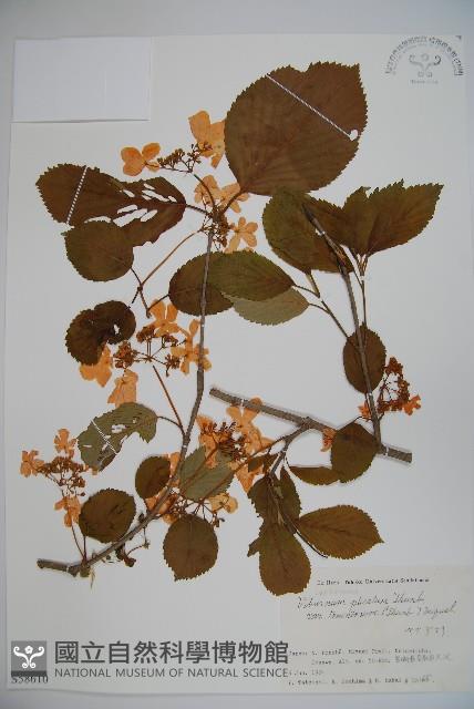 蝴蝶莢迷藏品圖，第1張