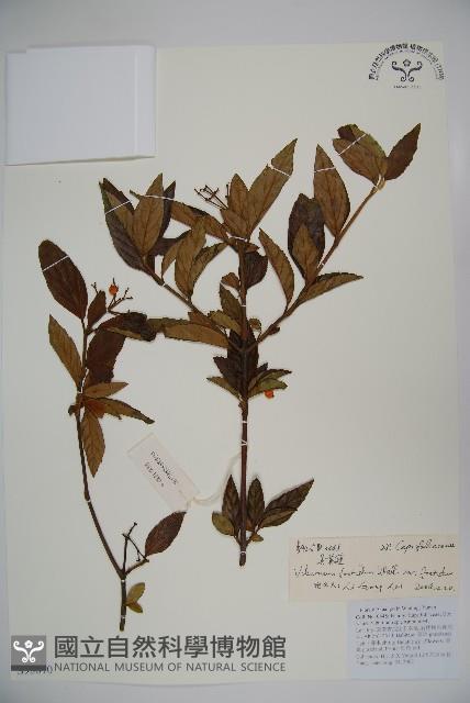 臭莢迷藏品圖，第1張