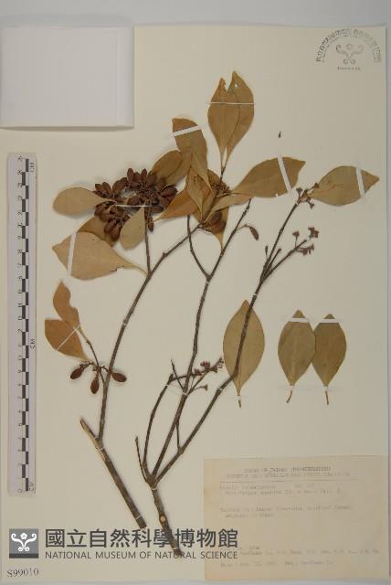 日本賽衛矛、日本假衛矛藏品圖，第1張