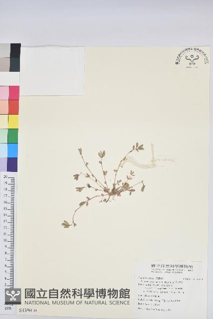 斑地錦藏品圖，第1張