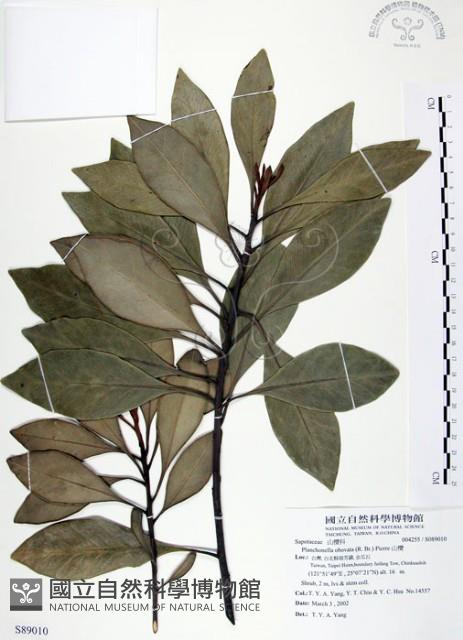 山欖、樹青藏品圖，第1張