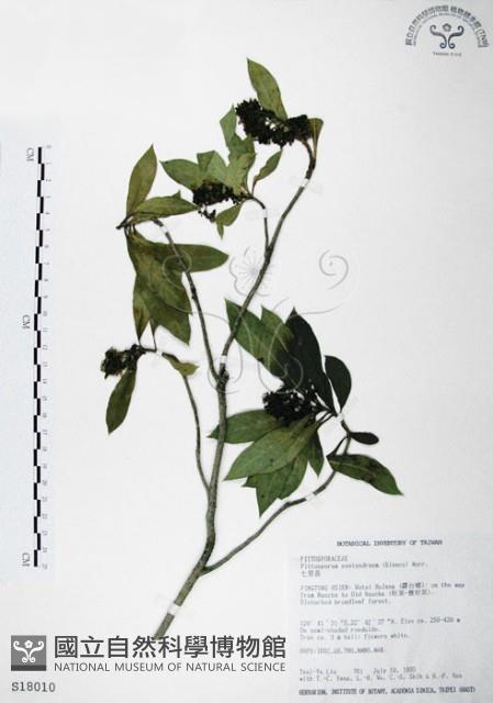 七里香、台灣海桐藏品圖，第1張