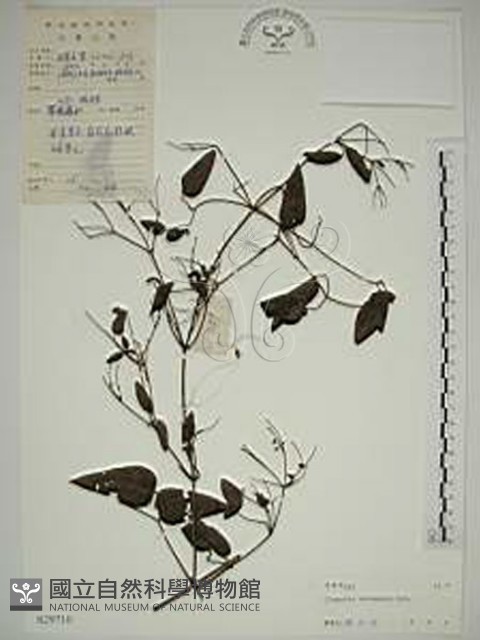 威靈仙藏品圖，第1張