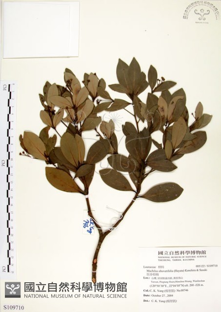 恆春楨楠藏品圖，第1張