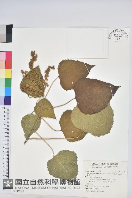 蟲屎藏品圖，第1張