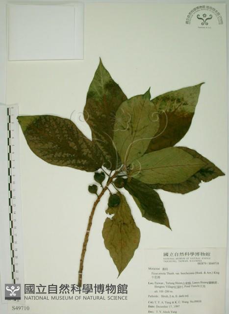 牛乳榕藏品圖，第1張