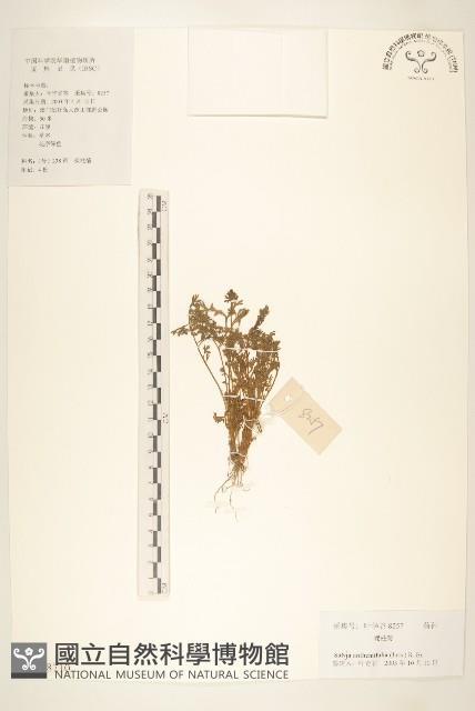 假吐金菊藏品圖，第1張