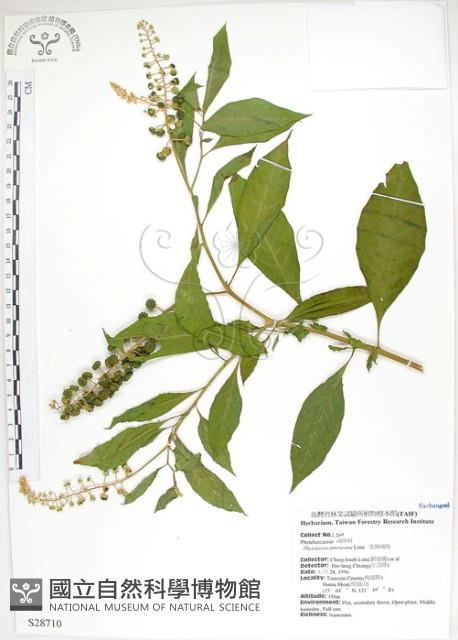 美洲商陸藏品圖，第1張