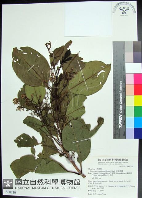 紅頭李欖, 蘭嶼李欖藏品圖，第1張