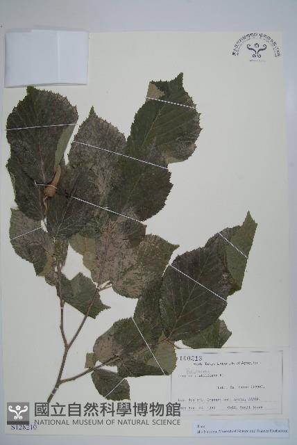 日本榛藏品圖，第1張