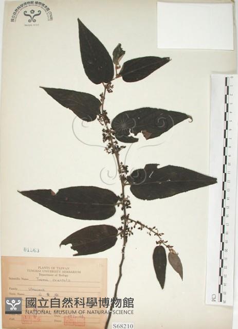 山黃麻藏品圖，第1張