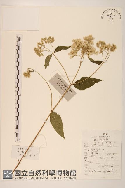 華澤蘭藏品圖，第1張