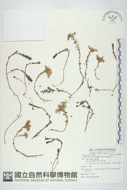 森氏佛甲草藏品圖，第1張