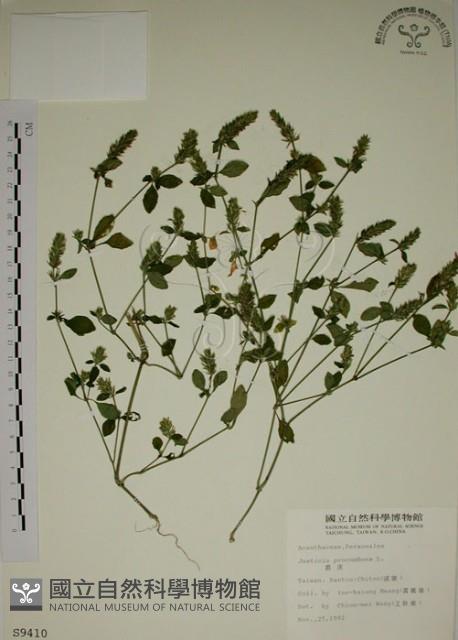 爵床藏品圖，第1張