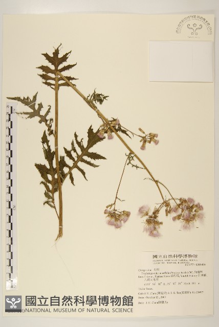 飛機草藏品圖，第1張