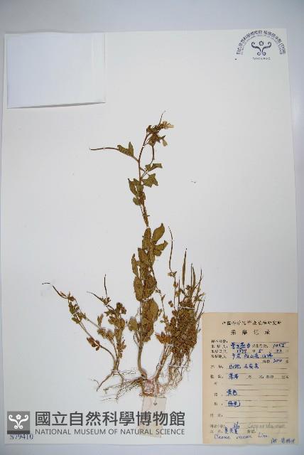 向天黃藏品圖，第1張