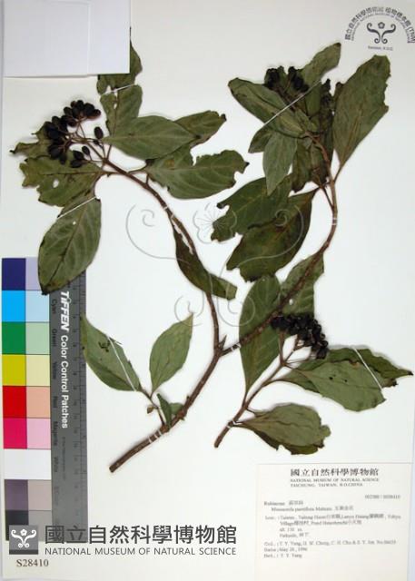 玉葉金花藏品圖，第1張