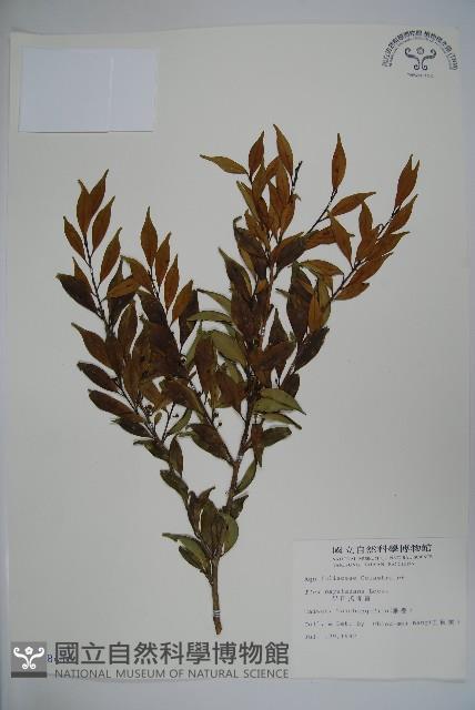 早田氏冬青藏品圖，第1張