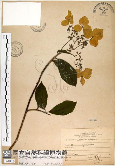 華八仙藏品圖，第1張