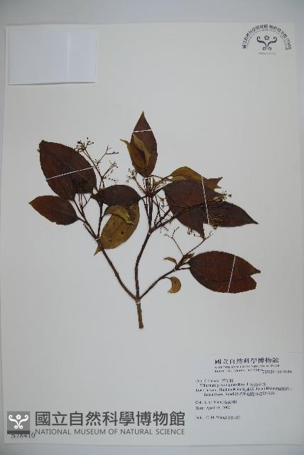 高山莢迷藏品圖，第1張