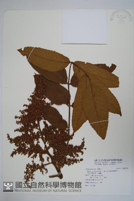 羅氏鹽膚木、埔鹽藏品圖，第1張