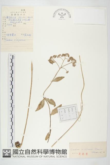 珠芽景天藏品圖，第1張