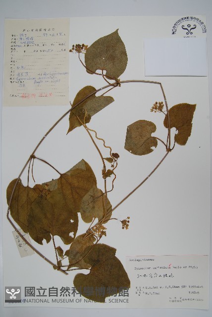 牛皮消藏品圖，第1張