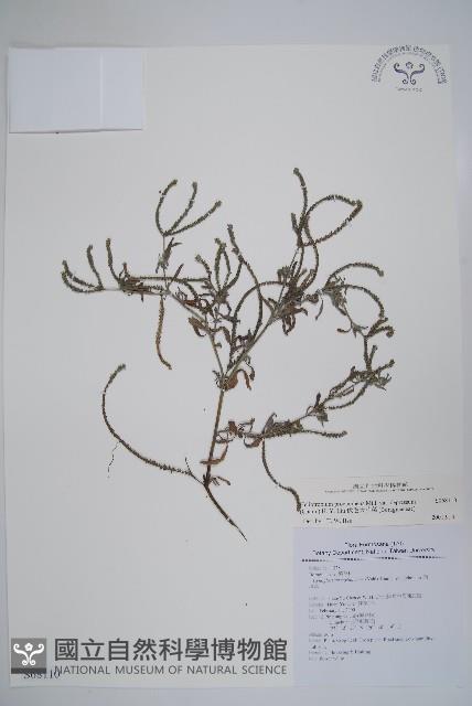 伏毛天芹菜藏品圖，第1張