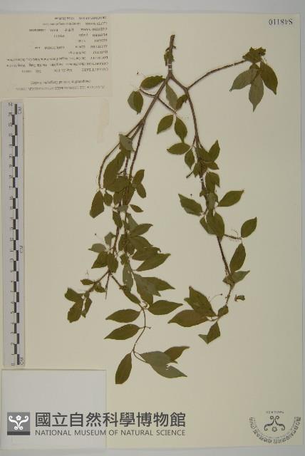 石棗子藏品圖，第1張