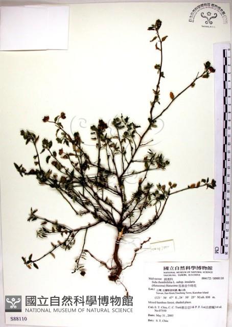 恆春金午時花藏品圖，第1張