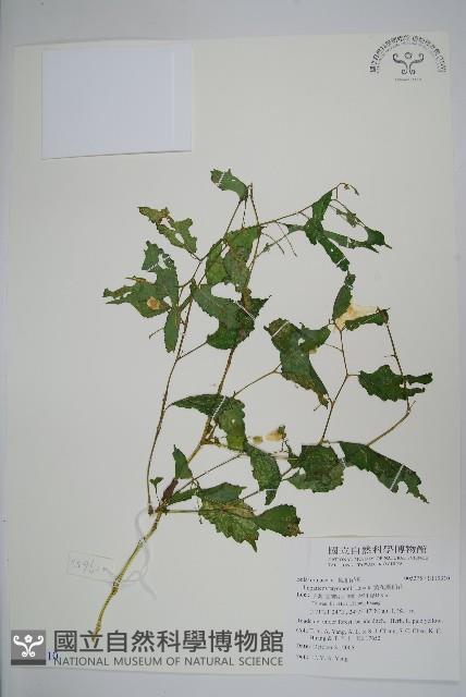 黃花鳳仙花藏品圖，第1張