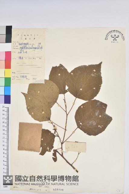 紅背山麻桿藏品圖，第1張