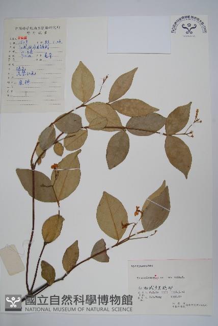 紫花絡石藏品圖，第1張