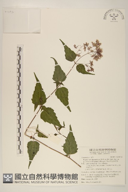 高士佛澤蘭藏品圖，第1張