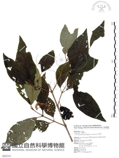 杜虹花，台灣紫珠藏品圖，第1張