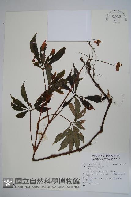 登錄號:S128310藏品圖，第1張