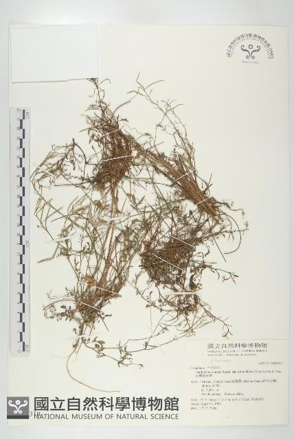 台灣碎米薺藏品圖，第1張