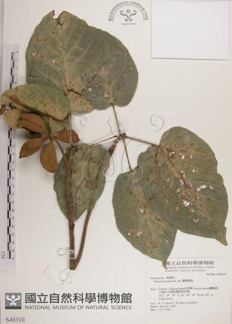 蘭嶼蘋婆藏品圖，第1張