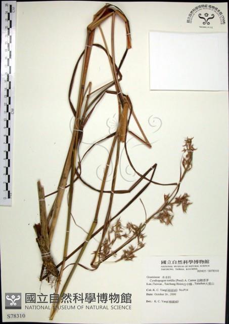 扭鞘香茅藏品圖，第1張