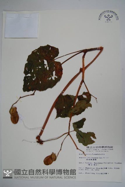 溪頭秋海棠藏品圖，第1張
