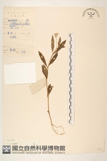 蟛蜞菊藏品圖，第1張