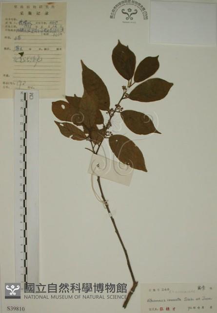 鈍齒鼠李藏品圖，第1張