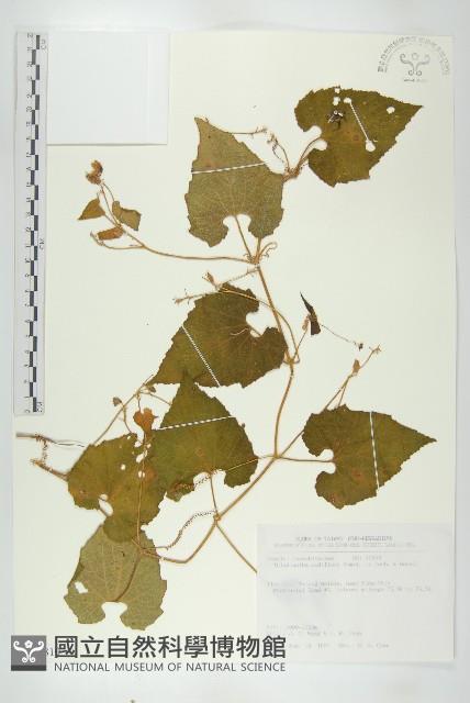 青牛膽藏品圖，第1張