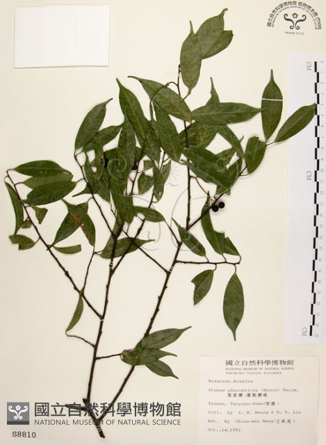 墨點櫻桃、黑星櫻藏品圖，第1張