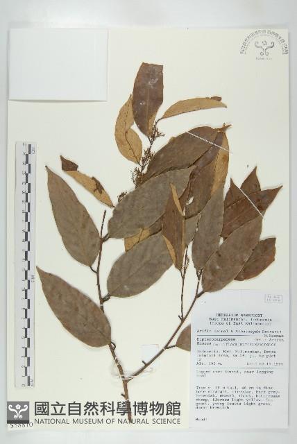 登錄號:S058810藏品圖，第1張