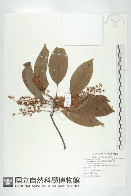 錫蘭橄欖、鋸葉杜英藏品圖，第1張